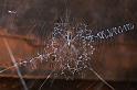 Argiope_ocyaloides_D3466_Z_85_Karinji NP_Australie